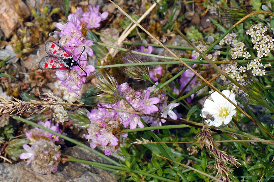 Zygaena corsica?